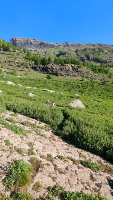 Descente dans les champs d'épinards sauvages 😜

#trailrunning #paysdesecrins #espritmontagne